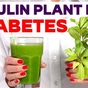 Insulin Plant For Diabetes | Free Diabetes