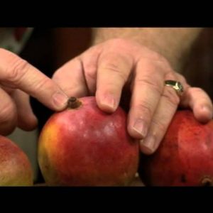 Tropical Mangoes in Your Meal Plan