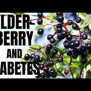 Elderberry and Diabetes