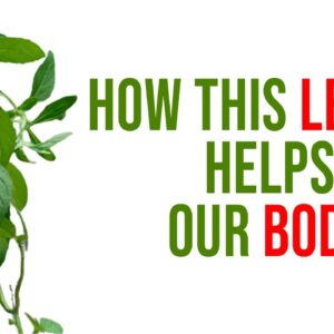 How This Leaves Helps Our Body - How Do You Take Care Of A Mint Tulsi Plant.?
