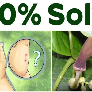 This Herb Cure Snake Bite - Telleswari Plant | Yamini Narra - Sky Organics