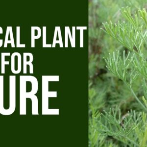 This Plant Leaves to Help Your Body | Yamini Narra - Sky Organics