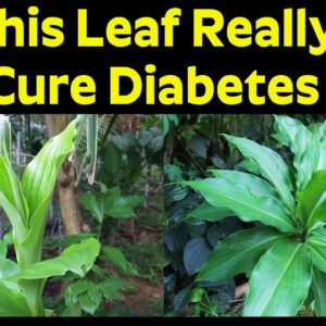 This Leaf Really Cure Diabetes | Insulin Plant For Cure Diabetes | Yamini Narra - Sky Organics