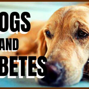 Dogs and Diabetes
