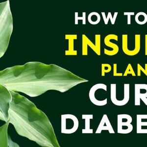 How To Use Insulin Plant To Eliminate Diabetes | Free Diabetes