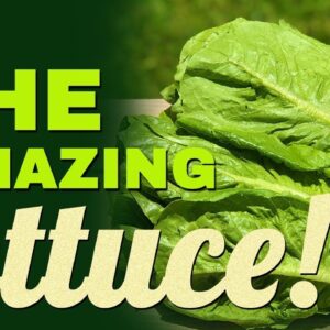 Wonderful Nutrition Facts of Lettuce | Health Benefits of Lettuce